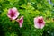 Tropical pink trumpet flowers