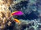 Tropical pink vivid fish