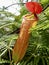 Tropical pitcher, Nepentes, placed on a table