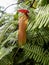 Tropical pitcher, Nepentes, placed on a table