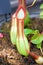 Tropical Pitcher Plant