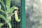 Tropical pitcher plant details photo,Nepenthes mirabilis, Asian species, Introduced species