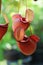 Tropical pitcher plant with many flower cups, carnivorous plant eating insect