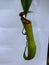 Tropical Pitcher Plant Nepenthes  closeup