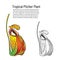 Tropical pitcher plant separated color and black white hand drawn