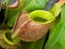 Tropical pitcher plants