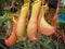 Tropical pitcher plants