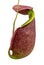 Tropical pitcher plants and monkey cups .Nepenthes,Pitfall traps. on white background