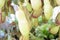 Tropical pitcher plants and monkey cups .Nepenthes,Pitfall traps. on white background