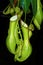 Tropical pitchers plant