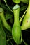 Tropical pitchers plant