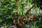 tropical pitchers plants / Nepenthes