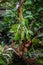 Tropical pitchers plants / Nepenthes