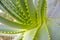 Tropical plant - agave