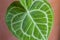 Tropical plant anthurium crystallinum leave texture