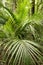 Tropical plant background