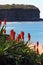 Tropical plant bloom in coastal landscape