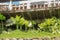 Tropical plant Dieffenbachia growing wild in the garden. Green plant in the garden. Fresh Green and White Leaf Background. Lush