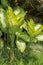 Tropical plant Dieffenbachia growing wild in the garden. Green plant in the garden. Fresh Green and White Leaf Background. Lush