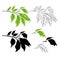 Tropical plant Ficus benjamina Variegated Ficus branch natural and outline and silhouette on a white background vintage vector il