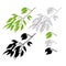 Tropical plant Ficus benjamina Variegated Ficus branch natural and silhouette and outline on a white background vintage vector