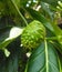 tropical plant fresh pace fruit