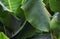 Tropical plant with green leaf closeup photo. Large soft banana leaf background.
