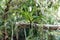 Tropical plant grows on a tree branch in the jungle