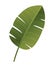 Tropical plant icon