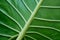 Tropical plant leaf closeup - plant leaves macro