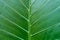 Tropical plant leaf macro - plant leaves closeup -