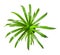 Tropical plant Pandanus tree, Palm Pandan a potted plant isolated over white, top view