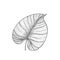 Tropical plant philodendron leaf .Line art hand drawn set