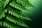 Tropical plant Polypodiopsida, lush green fern leaves, right copy space