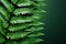 Tropical plant Polypodiopsida, lush green fern leaves, right copy space