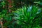 Tropical plant after rain in sunny light. Rainforest green bush close-up.