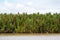 Tropical plant at riverbank of Kinabatangan River , Borneo , Malaysia