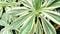 A tropical plant of Rohdea japonica with striped contrasting leaves. Decorative foliage exotic houseplant. Macro photo of a