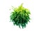 Tropical plant stone rock fern bush tree isolated