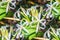 Tropical plant swamp lily