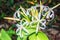 Tropical plant swamp lily