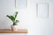 Tropical plant on table against wall