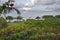 Tropical plants along the banks of the canyon, the sea on the horizon, the sky in the clouds, the top of the canopy from the sun