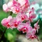 Tropical plants in the arboretum. Leaves and wild white-pink orchids, flowers close-up. Concept of environmental conservation