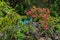 Tropical plants around the Blue Lagoon in Vanuatu.