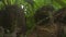 Tropical plants in the botanical garden close-up. Winter greenhouse under a glass dome. Ficuses and palms are grown in a