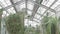 Tropical plants in the botanical garden close-up. Winter greenhouse under a glass dome. Ficuses and palms are grown in a