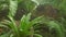 Tropical plants in the Botanical Garden. Winter greenhouse under a glass dome. Ficuses and palms in a greenhouse