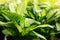 Tropical plants ficus background. Lots of green plants. Plants green background. Space for text and advertising.