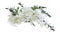 Tropical plants flower bush wedding decoration, bunch of white Dendrobium orchid flower with green leaves philodendron and foliage